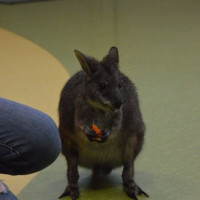 australia2026_wiad_28