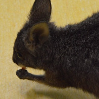 australia2026_wiad_33