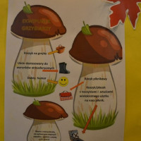 grzybobranie26_wiad_86